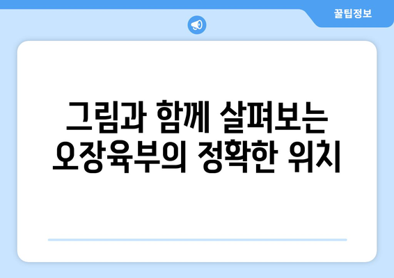 오장육부 위치 완벽 가이드| 그림과 함께 자세히 알아보기 | 인체, 장기, 해부학, 건강