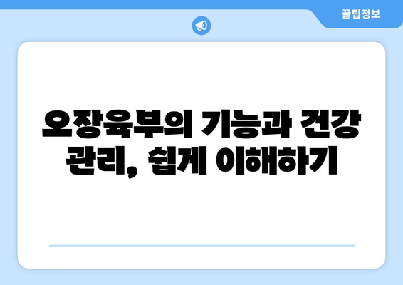 오장육부 위치 완벽 가이드| 그림과 함께 자세히 알아보기 | 인체, 장기, 해부학, 건강