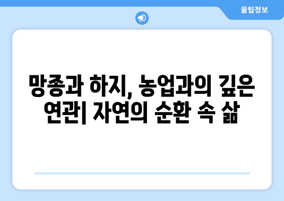 24절기 망종과 하지| 농사와 풍습, 그리고 의미 | 24절기, 망종, 하지, 농업, 풍습, 의미, 기원