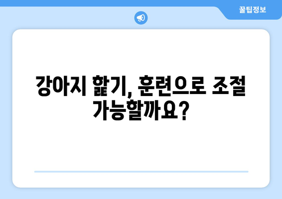 강아지가 나를 핥는 이유 5가지| 사랑 표현부터 주의 신호까지 | 강아지 행동, 애정 표현, 핥기, 반려견 이해