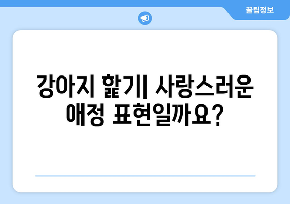 강아지가 나를 핥는 이유 5가지| 사랑 표현부터 주의 신호까지 | 강아지 행동, 애정 표현, 핥기, 반려견 이해