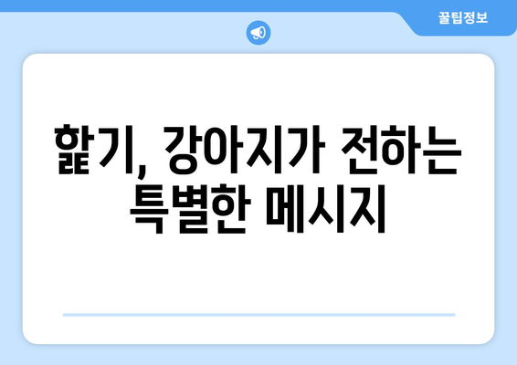 강아지가 나를 핥는 이유 5가지| 사랑 표현부터 주의 신호까지 | 강아지 행동, 애정 표현, 핥기, 반려견 이해