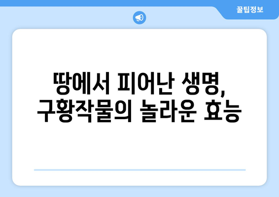 굶주림을 이겨낸 지혜! 한국의 구황작물 종류와 효능 알아보기 | 구황식물, 옛 조상들의 슬기, 식량난, 역사