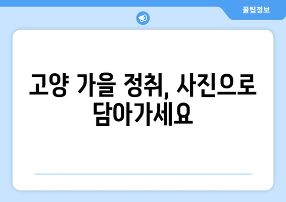 고양 가을꽃 축제 2023 | 가을을 만끽할 수 있는 힐링 여행지