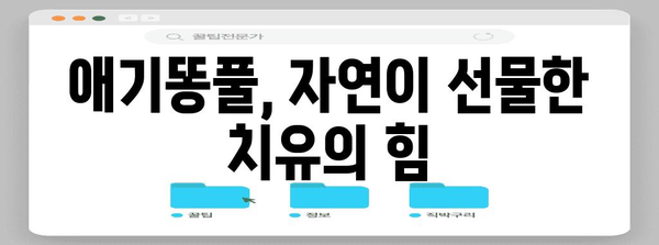 애기똥풀의 surprenant 약효 밝히기